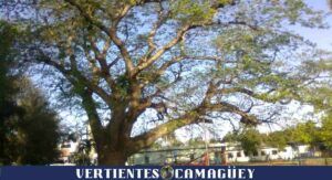 El árbol centenario que trajo la compañía azucarera norteamericana a Vertientes