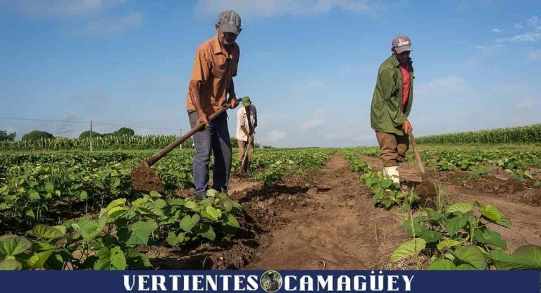 Vertientes